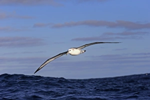 Shy Albatross (Thalassarche cauta) adult, in flight low over sea, Cape of Good Hope, Western Cape, South Africa, June