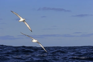 Seabird Prints: Shy Albatross (Thalassarche cauta) adult pair