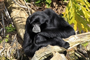 Primates Prints: Siamang (Symphalangus syndactylus) adult male, resting on log (captive)