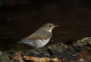Kaeng Krachan Prints: Siberian Blue Robin (Luscinia cyane) adult female