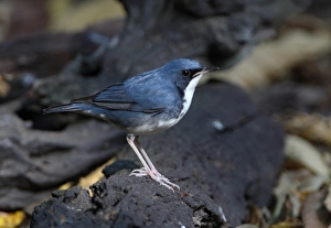 Siberian Blue Robin (Luscinia cyane) adult male, standing on log, Kaeng Krachan N. P. Thailand, february