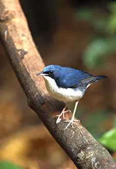Trending: Siberian Blue Robin (Luscinia cyane) adult male