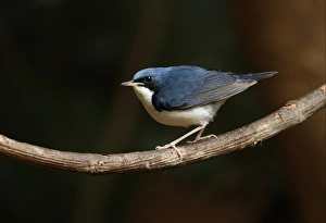 Siberian Blue Robin (Luscinia cyane) adult male, perched on vine, Kaeng Krachan N. P. Thailand, february