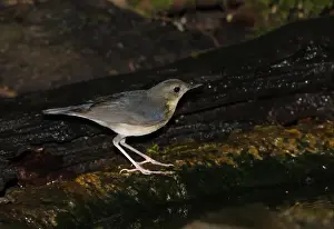 Siberian Blue Robin (Luscinia cyane) immature male, first year plumage, standing at forest pool, Kaeng Krachan N. P. Thailand, november