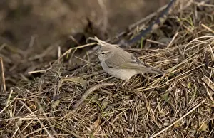 Marshlands Prints: Siberian Chiffchaff (Phylloscopus collybita tristis) adult