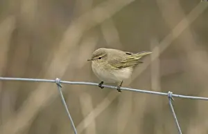Siberian Chiffchaff (Phylloscopus collybita tristis) adult, vagrant perched on wire fence, Burton Marsh