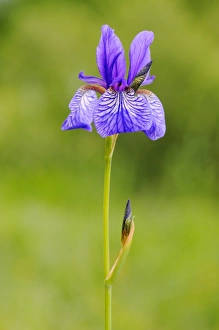 Siberian Iris (Iris sibirica) flowering, Italy, may