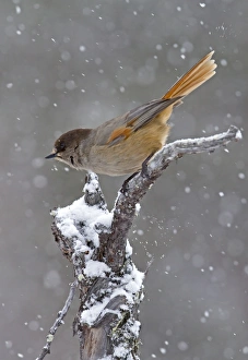 Snow Falls Prints: Siberian Jay (Perisoreus infaustus) adult