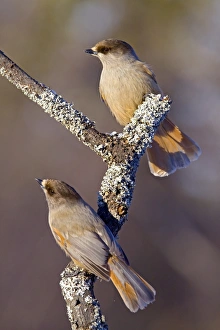 Lapland Prints: Siberian Jay (Perisoreus infaustus) adult pair