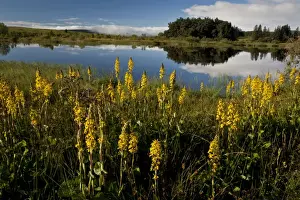 Lakeside Prints: Siberian Ligularia (Ligularia sibirica) flowering mass