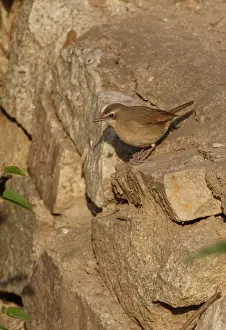 Siberian Rubythroat (Luscinia calliope) adult female, standing on stone wall, Beidaihe, Hebei, China, may