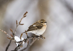 Migrating Prints: Siberian Stonechat (Saxicola maurus) adult female