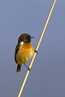 Himalayan Prints: Siberian Stonechat (Saxicola maurus) adult male