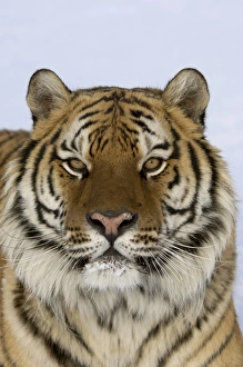 Siberian Tiger (Panthera tigris altaica) adult, close-up of head, in snow
