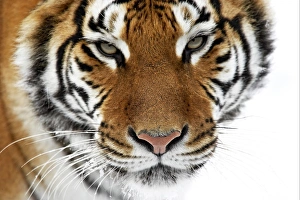 Siberian Tiger (Panthera tigris altaica) adult, close-up of head, in snow (captive)