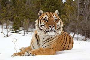 Siberian Tiger (Panthera tigris altaica) adult, resting in snow, winter (captive)