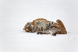Tigers Prints: Siberian Tiger (Panthera tigris altaica) adult, rolling in snow, winter (captive)