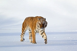 Siberian Tiger (Panthera tigris altaica) adult, walking in snow, winter (captive)