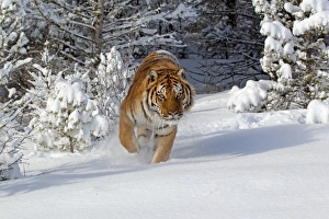 Siberian Tiger (Panthera tigris altaica) adult, walking in snow, winter (captive)