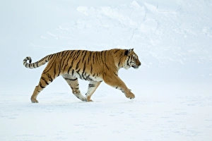 Siberian Tiger (Panthera tigris altaica) adult, walking in snow, winter (captive)