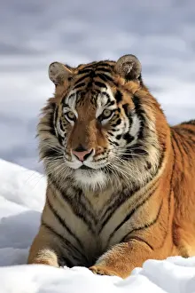 Siberian Tiger (Panthera tigris altaica) immature male, close-up of head, resting in snow, winter (captive)