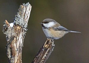 Siberian Tit (Parus cinctus) adult, perched on stump, Lapland, Finland, march