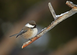 Finnish Prints: Siberian Tit (Parus cinctus) adult, perched on twig, Lapland, Finland, March