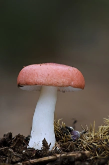 Floor Prints: The Sickener (Russula emetica) fruiting body