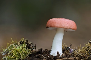 The Sickener (Russula emetica) fruiting body, growing amongst fallen debris from Sweet Chestnut (Castanea sativa) tree