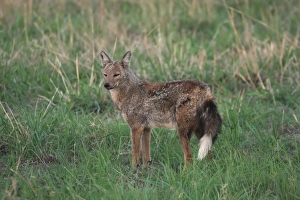 Jackals Prints: Side-striped Jackal (Canis adustus) adult, standing in grass, Okavango Delta, Botswana