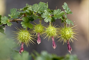 Currants Prints: Sierra Gooseberry (Ribes roezlii) close-up of fruit