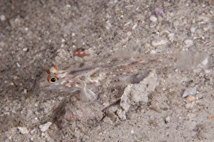 Gobies Prints: Signalfin Goby (Coryphopterus signipinnis) adult