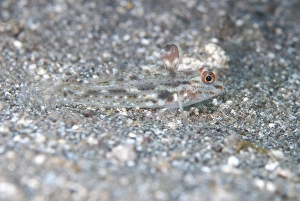 Signalfin Goby (Coryphopterus signipinnis) adult, resting on sand, Bulaken, Seraya, Bali, Lesser Sunda Islands