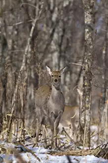 Japan Prints: Sika Deer (Cervus nippon) doe, standing in snow covered forest, Hokkaido, Japan, winter
