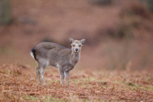 Fawns Prints: Sika Deer (Cervus nippon) introduced species