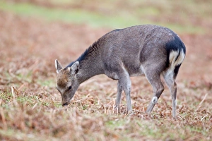 Sika Deer (Cervus nippon) introduced species, fawn, feeding amongst bracken in rain, Knole Park, Kent, England, february