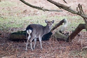 Sika Deer (Cervus nippon) introduced species, doe, standing beside fallen branches, Knole Park, Kent, England, february