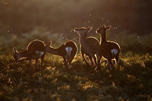 Sika Deer (Cervus nippon) introduced species, four does, backlit, standing amongst bracken, England, september