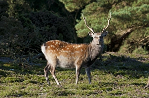 Sika Deer (Cervus nippon) introduced species, stag, standing on heathland, Arne RSPB Reserve, Dorset, England, august