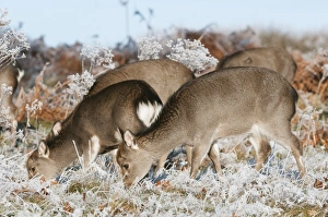 Sika Deer (Cervus nippon) introduced species, hinds, winter coat, group feeding on frosty grass, Kent, England, January