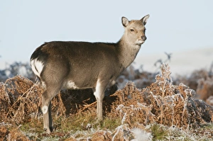 Sika Deer (Cervus nippon) introduced species, hind, winter coat, standing amongst frosty bracken, Kent, England