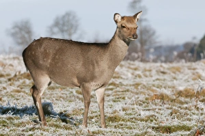 Sika Deer (Cervus nippon) introduced species, hind, winter coat, standing on frosty grass, Kent, England, January