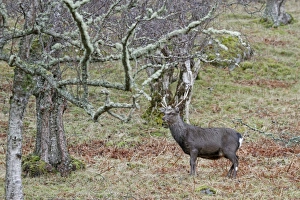 Sika Deer (Cervus nippon) introduced species, stag, standing in woodland, Glen Tarff, Inverness-shire, Highlands