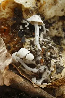 Remains Prints: Silky Piggyback Fungus (Asterophora parasitica) fruiting bodies, parasitic species