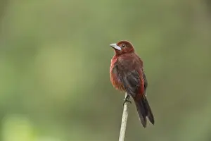 West Indian Prints: Silver-beaked Tanager (Ramphocelus carbo) adult female