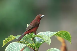 Silver-beaked Tanager (Ramphocelus carbo) immature male, perched on leaves, Trinidad, Trinidad and Tobago, March