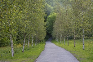 Pathway Prints: Silver Birch (Betula pendula) avenue
