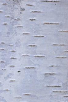 Anniversary Prints: Silver Birch (Betula pendula) close-up of bark, West Yorkshire, England, november