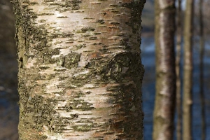 Silver Birch (Betula pendula) close-up of bark, growing in upland woodland, England, april