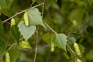 Silver Birch (Betula pendula) close-up of male catkins and leaves, Dorset, England, June